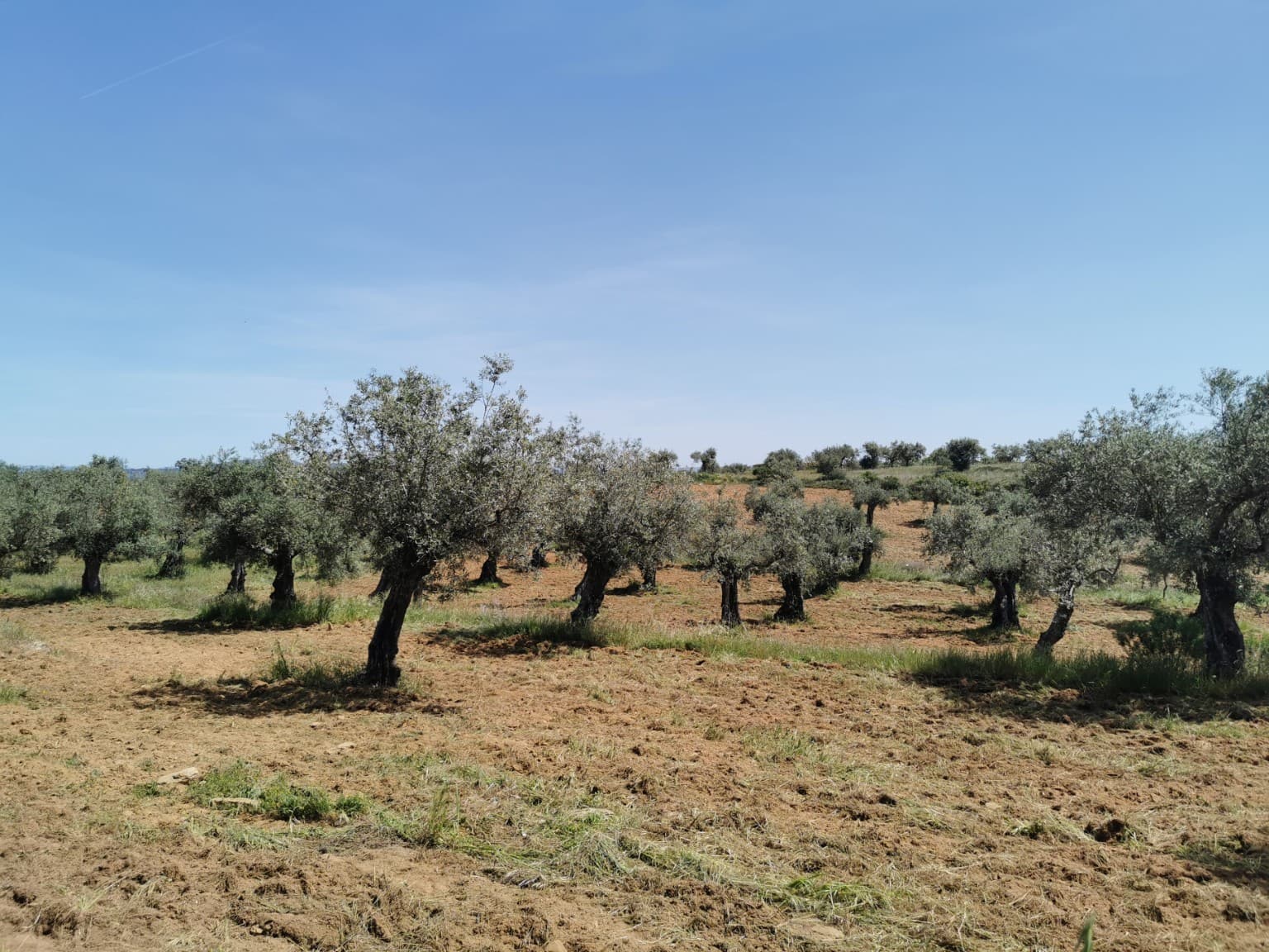Ballotti family olive grove